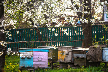 Blossoming garden with apiary. Bees spring under the flowering trees of apple trees. Red tulips on...