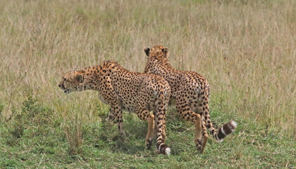 Cheetahs in Africa