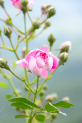 Minimalist color photography of small flower