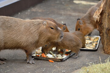 capybara or guinea pig