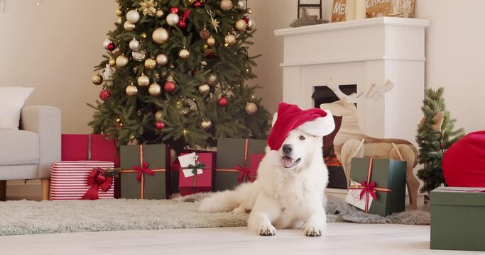 Funny white Swiss Shepherd dog in Santa hat at home on Christmas eve