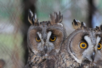 owl