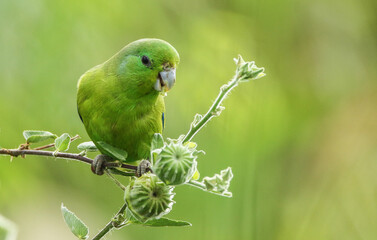 green parrot on branch