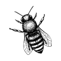 Bee in sketch style on black background. Nature vector vintage illustration design element set. Hand draw