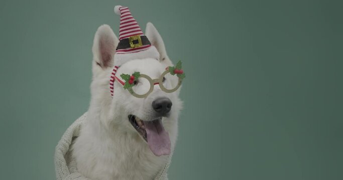 Cute white Swiss Shepherd dog wearing glasses, scarf and Santa hat on green background