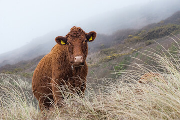 Red Ruby Cow grazing in the sand dunes overlooking Woolacombe Beach, North Devon

