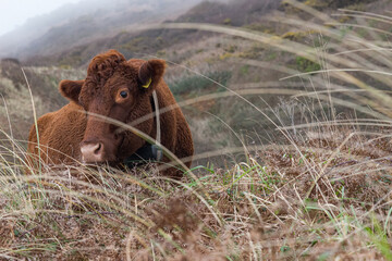 Red Ruby Cow grazing in the sand dunes overlooking Woolacombe Beach, North Devon