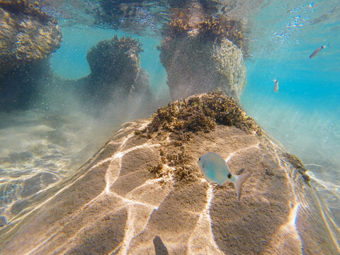 Ionian sea underwater view with Saddled seabreams (Oblada melanura), gopro shot
