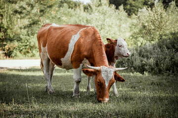 Fototapeta na wymiar Cows on pasture field isolated