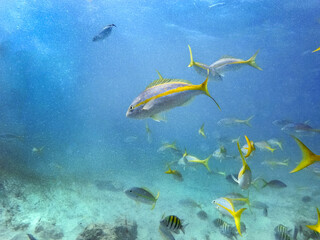 Fototapeta na wymiar Yellowtail snapper and sergeant major school fish at Punta Cana, Dominican Republic