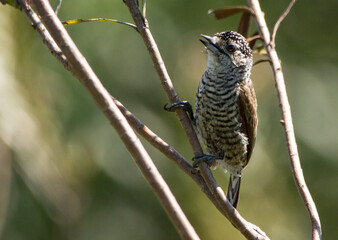 a bird little 
woodpecker
