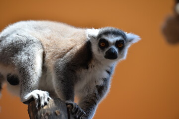 Wonderful lemur