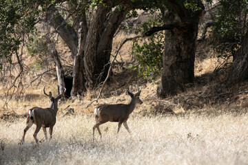 A Pair of Young Mule Deer Bucks walking through a California Dry Grassy Hill with New Horns with an Oak Tree in the Background