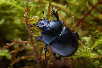 Macro shot of forest dung beetle (Anoplotrupes stercorosus) on moss