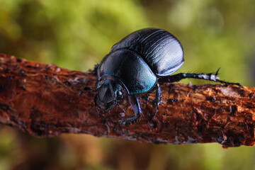 Macro shot of forest dung beetle (Anoplotrupes stercorosus) on branch