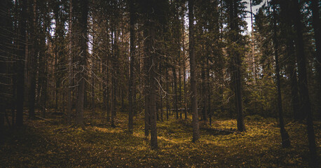 Fototapeta premium Autumn forest