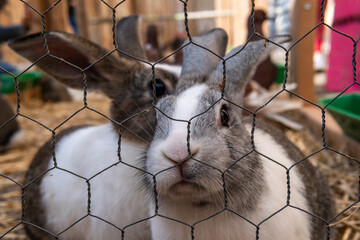 Annual autumn fair in the Majorcan town of Porreres, held on October 31. Exhibition of animals in...