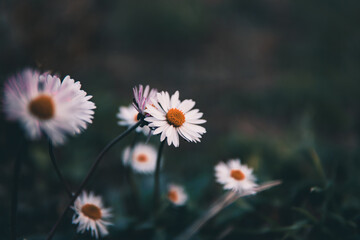 daisies in green in the field
