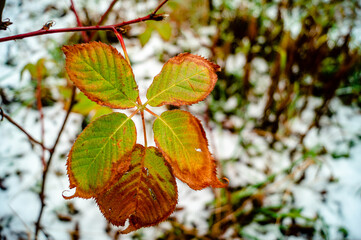 green leaves on the background of the first snow
