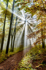 Sun rays through the forest. Autumn in nature. Sunlight and rays pass through the fog and leaves of the trees.