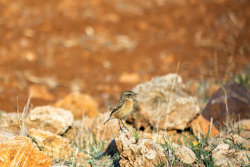 Stonebird (Saxicola torquata) is a small upright bird of the family Muscicapidae.