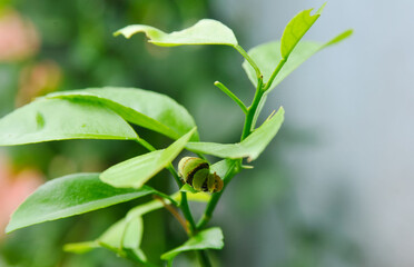 caterpillar on a tree