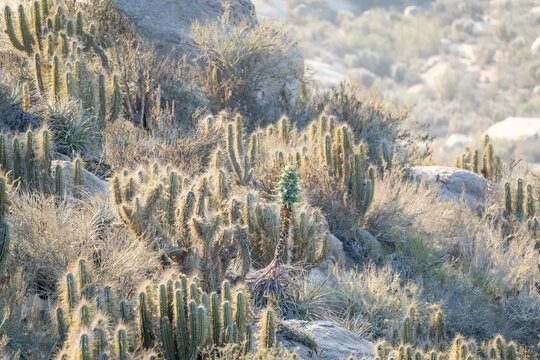 wild plant Puya chilensis, Chagual, growing on the hill between cactus in Valle del Elqui, Chile