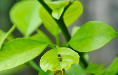 green leaf with caterpillars