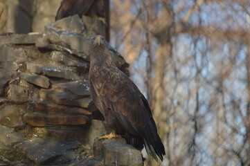 steppe eagle