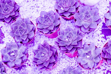 Echeveria succulent plant close up.Abstract purple toned floral background.Selective focus.purple ceramic pot with copy space. Cacti Minimal summer still life concept. Trendy Bright Color.
