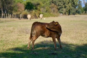 Naklejka premium Portrait of a calf at Circeo National Park, Italy