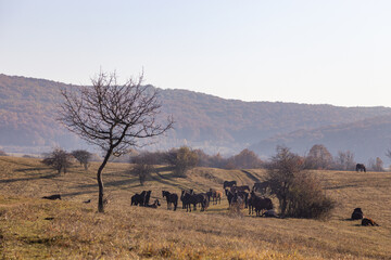 Fototapeta na wymiar Pferde in einer Herde