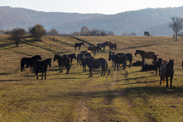 Pferde im Tal