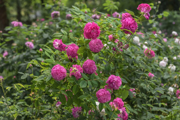 Rose Blush Damask, a deciduous shrub with fine fragrance. Selected sorts of Old Roses for parks, gardens