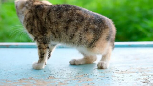 Little domestic tabby grey and red striped flea kitty itches on blue floor and natural green background outdoor . High quality 4k footage