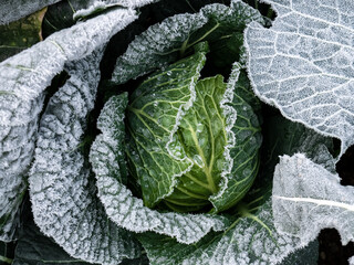 Central bud of a cabbage (Brassica oleracea var. Viridis) with its leaves completely frozen during...