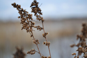 Branch with autumn flowers on a blurred background