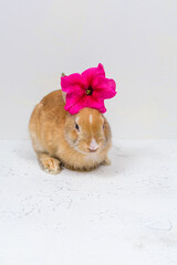 Ginger rabbit with a pink flower on a white background. The basis for the postcard. Place for an...