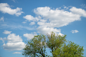 Green crowns of trees against a blue sky with clouds in summer
