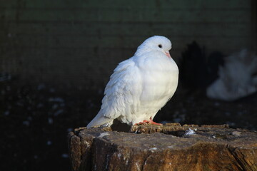 carrier pigeon