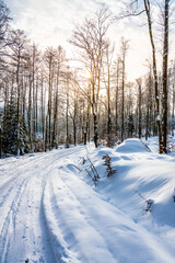 Cross country skiing track in the forest