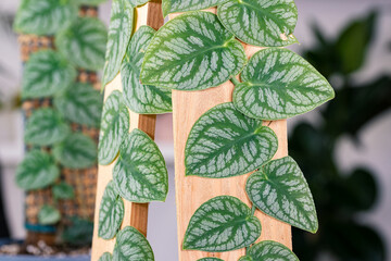 Monstera dubia. This is a species of plant in the genus Monstera native to Central and South America. This plant has become a popular houseplant worldwide. © fabrizio