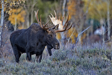 Big Antlered Bull Moose in Jackson, Wyoming, near Grand Teton National Park