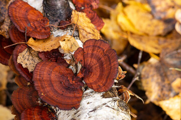 mushrooms on the tree