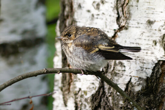 The flycatcher chik