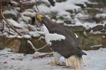 white - winged eagle