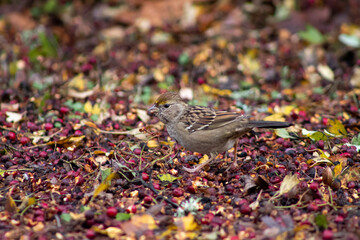 fauna de Oregon