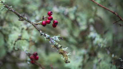 Flora de Oregon