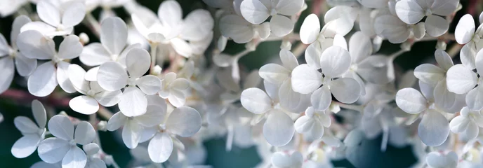 Afwasbaar fotobehang close up of white hydrangea flowers as background. White hydrangea flowers. © Kate Pasechnik