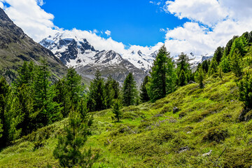 Fototapeta na wymiar Val Roseg, Piz Roseg, Berninagruppe, Wanderweg, Bergwiesen, Oberengadin, Graubünden, Alpen, Sommer, Schweiz